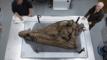 Bugüne Kadar Keşfedilmiş En "Tam" Kafatası Fosili Bulundu