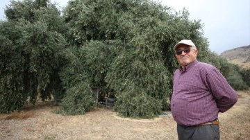 Bulduğu yöntemle bahçesindeki zeytin ağaçlarının verimini 10 kat artırdı