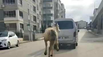 Bursa'da atı aracın arkasına bağlayıp koşturdular
