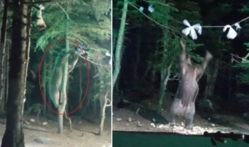 Bursa'da kampçıların yiyeceklerini yiyen ayı böyle görüntülendi
