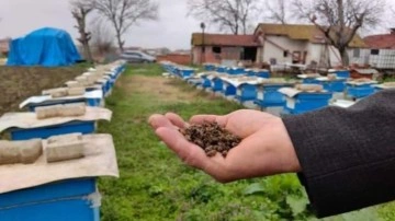 Bursa'da toplu arı ölümleri korkuttu