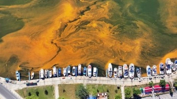 Büyükçekmece'de alg patlaması: Denizin rengi değişti