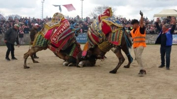 Çanakkale'de 300 pehlivan deve arenaya çıktı