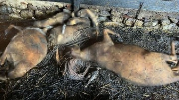 Çanakkale'de köyde çıkan yangında çok sayıda hayvan telef oldu