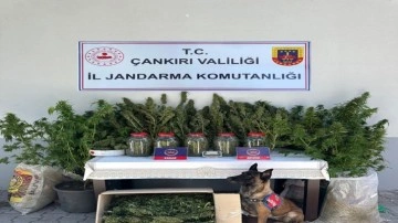 Çankırı'da Jandarmadan uyuşturucu operasyonu!