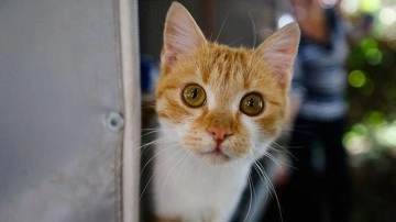 Çankırı'da üretilen kedi kumu 30 ülkeye ihraç ediliyor