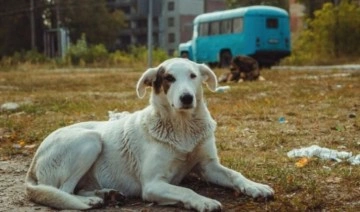 Çernobil’de yaşayan köpekler diğerlerinden farklı: Peki neden?