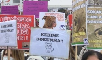 Change.org Türkiye Değişim Raporu açıklandı: En çok imza hayvan haklarına