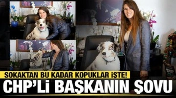 CHP'li Çeşme Belediye Başkanı Lal Denizli, makam koltuğuna köpek oturttu