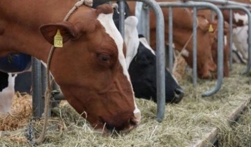 CHP'li Ömer Fethi Gürer: Süt inekleri kesilince süt üretimi azaldı