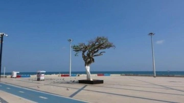 CHP'lilerin kurutmaya çalıştığı ağaç yeniden yeşerdi