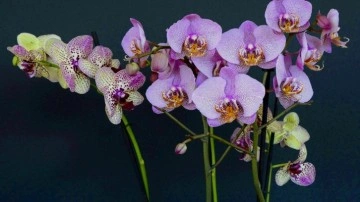 Çiçek vermeyen orkideleri coşturup anında çiçek açtıran o formül!