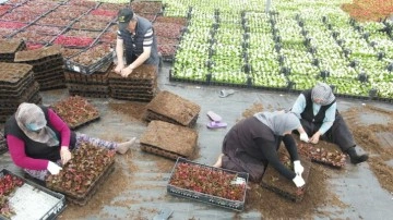 Çiftçi üretiyor, Bursa çiçek açıyor