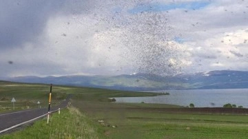 Çıldır Gölü'nü milyonlarca göl sineği sardı