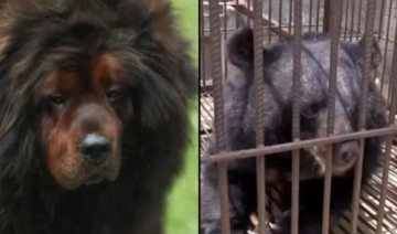 Çinli aileye büyük şok: 'İki yıl boyunca köpek sanıp beslediler...'