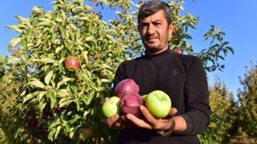 DAP projesi kapsamında Bitlis'in Ahlat elması tüm yurtdışına ihraç edilecek