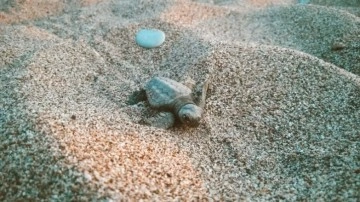 Deniz Kaplumbağaları Küresel Isınma Yüzünden Dişi Oluyor