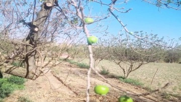 Denizli Buldan'da papaz erik ağaçları ikinci ürünlerini verdi