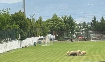 Denizlispor'un antrenman sahasında koyun otlatıldı