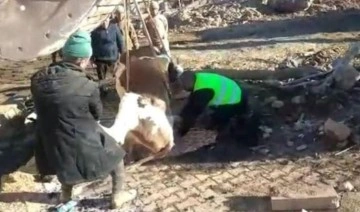 Depremde mahsur kalan inek 300 saat sonra kurtarıldı