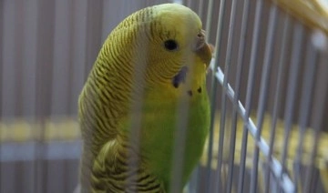 Depremler hayvan satışlarını etkiledi: Kuşlara olan ilgi arttı
