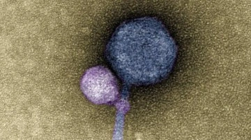 Diğer Virüsleri "Isıran", Vampir Virüs Keşfedildi - Webtekno