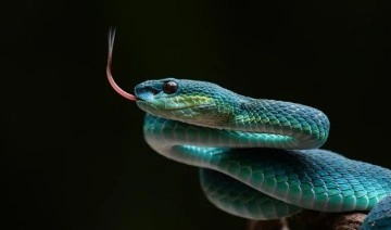 Dişi yılanlarda klitoris bulundu