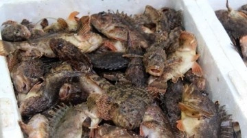Dışı zehirli, içi lezzetli iskorpit balığı tezgahlarda