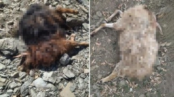Diyarbakır'da başıboş köpekler, sürüye saldırdı! 11 keçi telef oldu