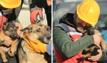 Diyarbakır'da günler sonra gelen mucize... Anne köpek, 2 yavrusu ile birlikte enkazdan kurtarıl