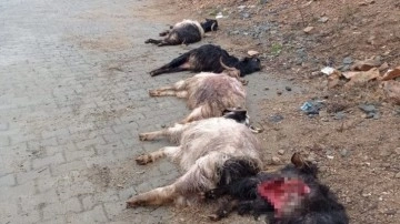 Diyarbakır’da sokak köpekleri 15 keçiyi telef etti