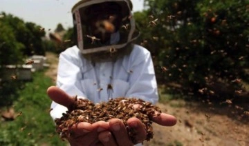 Dünya Bal Arısı Günü: Kendi yaptıkları bal, arılara sağlık katıyor