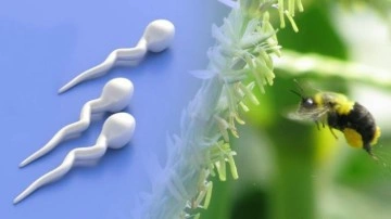 Dünya Genelinde Erkeklerin Sperm Sayısı Düşüyor - Webtekno