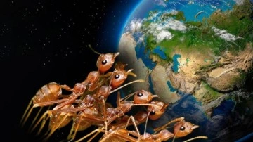 Dünya Üzerinde Kaç Karınca Yaşıyor?