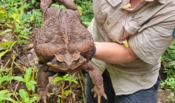 'Dünyanın en büyük kara kurbağası' Avustralya'da bulundu