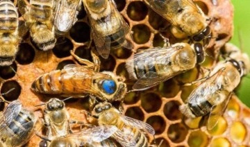 Dünyanın ilk bal arısı aşısı onay aldı