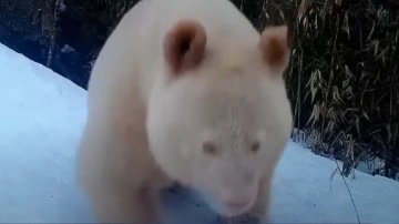 Dünyanın Tek Albino Pandası Görüntülendi [Video] - Webtekno