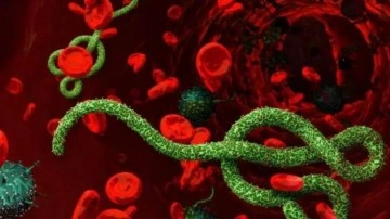 Ebola virüsü nedir? Belirtileri nelerdir? Tedavisi var mı?