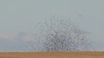 Edirne'de bir köyünde gökyüzünü sığırcık kuşları süsledi