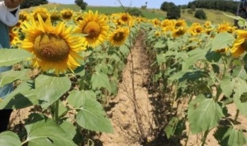 Edirne’de ‘çayır tırtılı’na karşı mücadele: Çiftçilere önemli uyarı