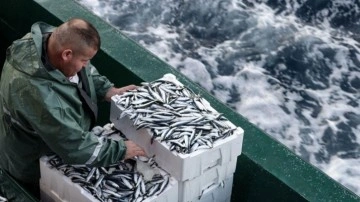 Ege Denizi'ndeki ekonomik balık türleri tehdit altında!