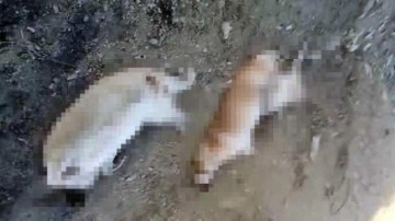 Elazığ'da 5 köpek ölü bulundu; savcılık soruşturma başlattı