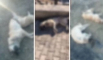 Elazığ'da köpekler zehirlendi: Soruşturma başlatıldı