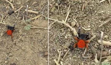 Elazığ'da nadir görülen 'Eresus kollari' türü örümcek görüntülendi