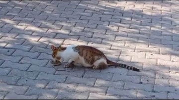 Elazığ'da yolun ortasında gördüğü yılanı gözüne kestiren kedi savaşın galibi oldu