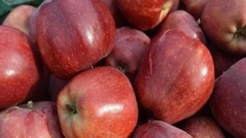Elmada üretici-market farkı yüzde 248
