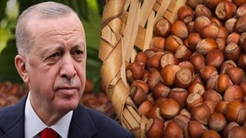 Erdoğan bugün fındık fiyatını açıklayacak: Fındık taban fiyatı ne kadar olacak?
