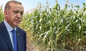 Erdoğan duyurdu! Mısırda taban fiyat belli oldu