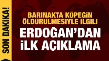 Erdoğan'dan barınakta öldürülen köpek hakkında açıklama
