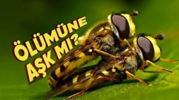 Erkek Arılar Çiftleşince Neden Ölüyor?